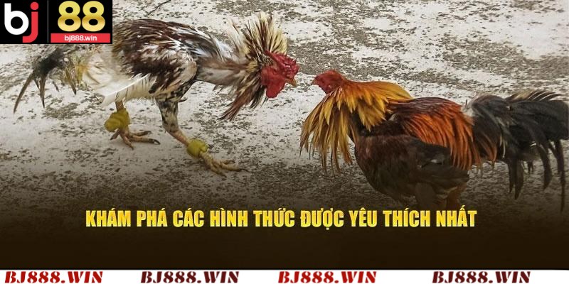 Các hình thức tham gia đá gà nhà cái BJ88